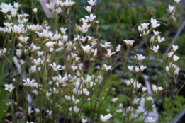 Saxifraga granulataKnolsteenbreek bestellen